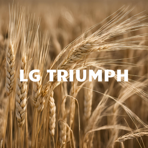 LG TRIUMPH