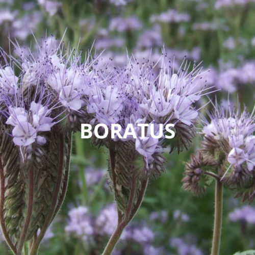 BORATUS