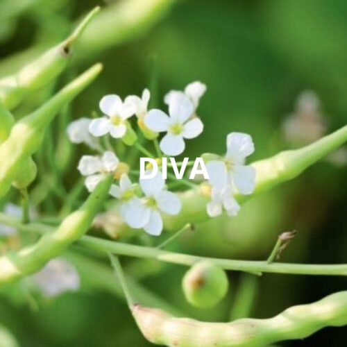 DIVA