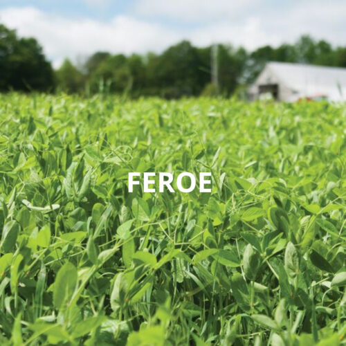 FEROE