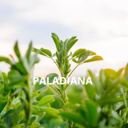 PALADIANA